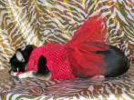 Chihuahua Romantico Linea Miss Nanette , Brillant Coral 