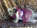 Chihuahua Romantico Linea Miss Nanette , Tendre Rose 