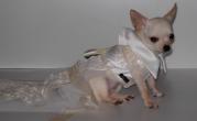 Chihuahua Romantico Linea Miss Nanette , BLANCHE MARIAGE 