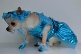 Chihuahua Romantico Linea Miss Nanette , Sexj Bon Bon 