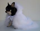 Chihuahua Romantico Linea Miss Nanette , Queen 
