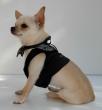 Chihuahua Romantico Linea Miss Nanette , Extreme 