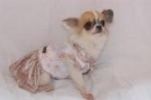 Chihuahua Romantico Linea Miss Nanette , Nikita 