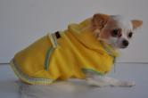 Chihuahua Romantico Linea Miss Nanette , Bienvenue 