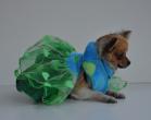 Chihuahua Romantico Linea Miss Nanette , Paradise 
