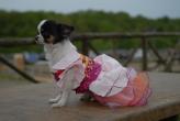 Chihuahua Romantico Linea Miss Nanette , Chanel 