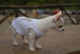 Chihuahua Macho Linea 4Boy pret-a-porter  - Cerimonia e Matrimonio , Canotta Amorino 