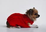 Cachemire per Chihuahua & Company , Virginia 