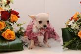 Chihuahua Romantico Linea Miss Nanette , Tendre Rose 