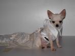 Chihuahua Romantico Linea Miss Nanette , BLANCHE MARIAGE 