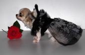 Chihuahua Romantico Linea Miss Nanette , TOULIPE NOIR 