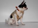 Chihuahua Macho Linea 4Boy pret-a-porter  - Cerimonia e Matrimonio , LILLO MON AMOUR 