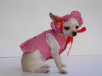 Chihuahua Romantico Linea Miss Nanette , LOVE BABY 