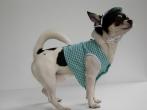Chihuahua Macho Linea 4Boy pret-a-porter  - Cerimonia e Matrimonio , Viveur 3000 