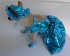 Chihuahua Romantico Linea Miss Nanette , Sexj Bon Bon 