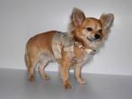 Chihuahua Macho Linea 4Boy pret-a-porter  - Cerimonia e Matrimonio , LILLO MON AMOUR 