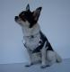 Chihuahua Macho Linea 4Boy pret-a-porter  - Cerimonia e Matrimonio , GOLIA LORD 