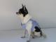 Chihuahua Macho Linea 4Boy pret-a-porter  - Cerimonia e Matrimonio , LOVE BOY 