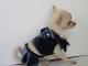 Chihuahua Dark Linea Lady Blue Moon , BABJ BLANCHE 