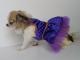 Chihuahua Romantico Linea Miss Nanette , PRINCESSE NANETTE 