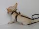 Guinzagli e accessori Fashion per Amici a 4 Zampe , BABY PRINCESSE 