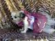 Chihuahua Romantico Linea Miss Nanette , Tendre Rose 