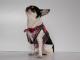 Chihuahua Macho Linea 4Boy pret-a-porter  - Cerimonia e Matrimonio , GOLIA MARIAGE 