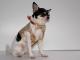 Chihuahua Macho Linea 4Boy pret-a-porter  - Cerimonia e Matrimonio , LILLO MON AMOUR 