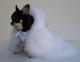 Chihuahua Romantico Linea Miss Nanette , Queen 