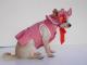 Chihuahua Romantico Linea Miss Nanette , LOVE BABY 