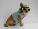 Chihuahua Macho Linea 4Boy pret-a-porter  - Cerimonia e Matrimonio , Viveur 3000 