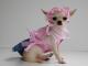 Chihuahua Dark Linea Lady Blue Moon , Audrey 