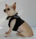Chihuahua Romantico Linea Miss Nanette , Extreme 
