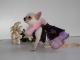 Chihuahua Dark Linea Lady Blue Moon , Esprit d'amour 