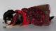 Chihuahua Dark Linea Lady Blue Moon , Rouge Gallet 