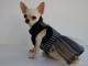 Chihuahua Dark Linea Lady Blue Moon , Regine noir 