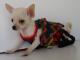 Chihuahua Romantico Linea Miss Nanette , Simphonie de Fleurs 