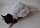 Chihuahua Matrimonio , Dimmi di s 