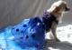 Chihuahua Linea Cerimonia , Princess Sissy 