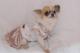 Chihuahua Romantico Linea Miss Nanette , Nikita 