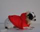 Chihuahua Dark Linea Lady Blue Moon , Valery 