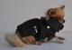 Chihuahua Dark Linea Lady Blue Moon , Vichi 