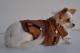 Chihuahua Dark Linea Lady Blue Moon , Miss noisette 