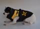Chihuahua Dark Linea Lady Blue Moon , Dark lemon 