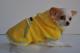 Chihuahua Romantico Linea Miss Nanette , Bienvenue 