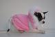 Chihuahua Romantico Linea Miss Nanette , Coc Chanel 