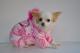 Chihuahua Romantico Linea Miss Nanette , Ma Rose 