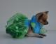 Chihuahua Romantico Linea Miss Nanette , Paradise 