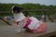 Chihuahua Romantico Linea Miss Nanette , Chanel 
