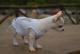 Chihuahua Macho Linea 4Boy pret-a-porter  - Cerimonia e Matrimonio , Canotta Amorino 